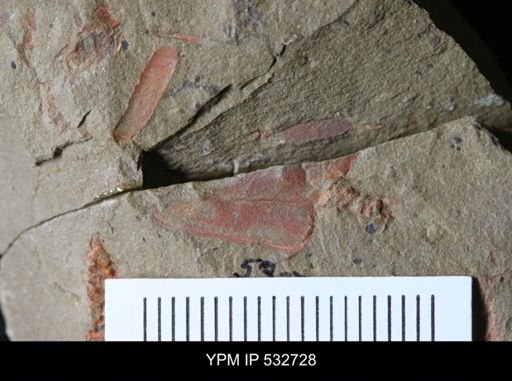 Cothurnocystis sp.