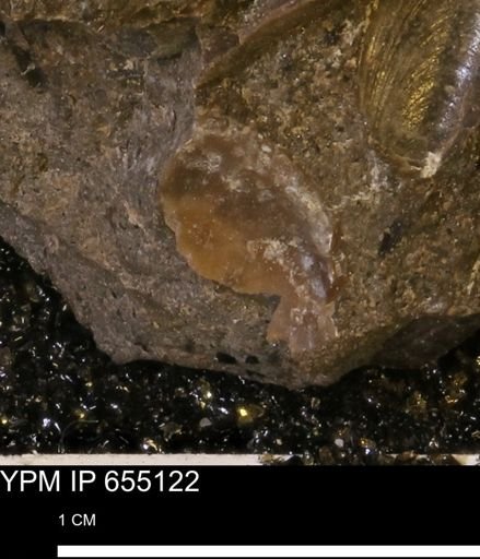 Protocardia