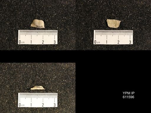 Lissochonetes geinitzianus var. senilis
