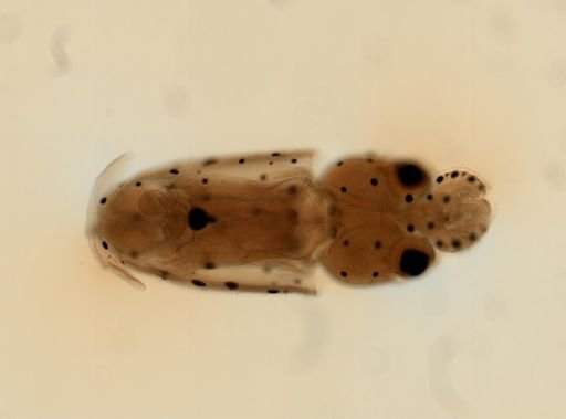 Doryteuthis pealeii