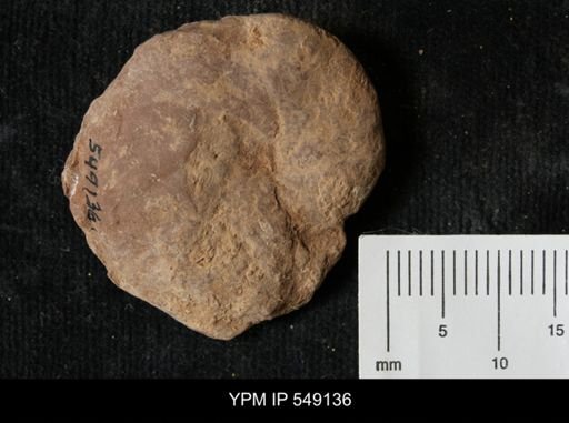 undet. Ammonoidea