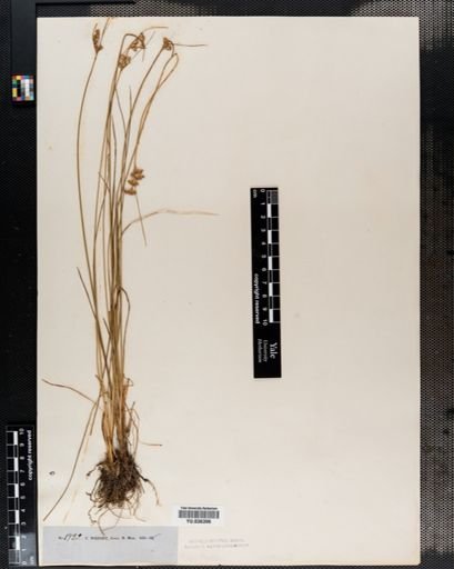 Juncus