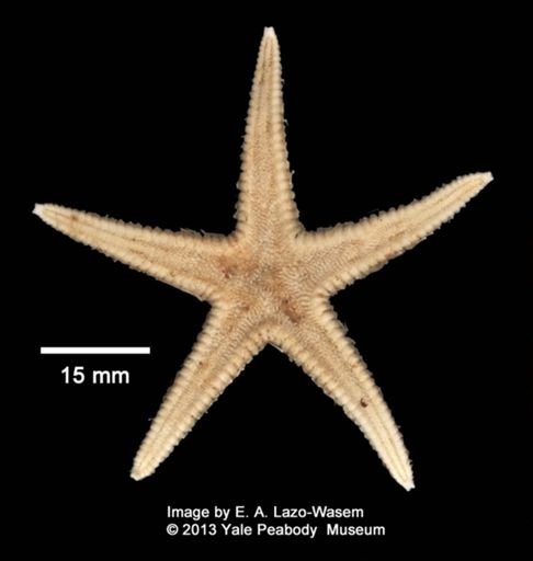 Astropecten americanus