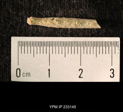Archaeocidaris sp.