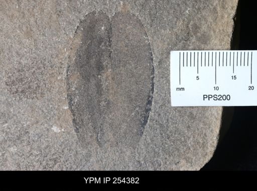 Erettopterus sp.