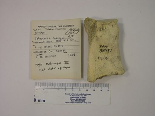 Teleoceras fossiger