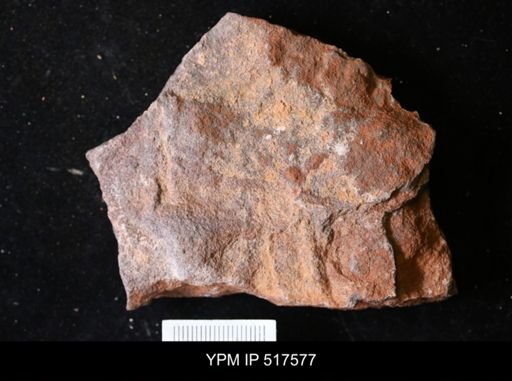 undet. Echinodermata