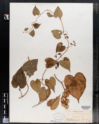 Dioscorea villosa