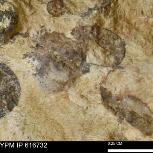 Teredo sp.