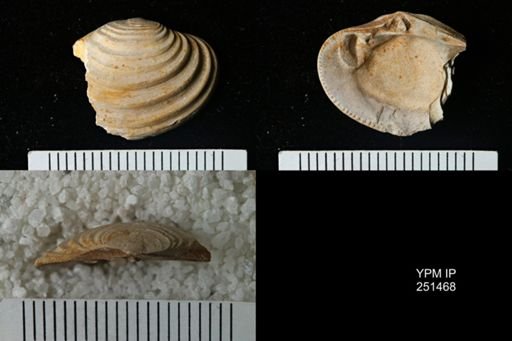 Lirodiscus tellinoides