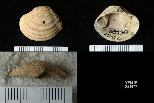 Lirodiscus tellinoides