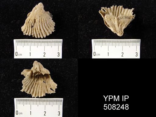 Meekella sp.