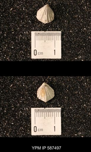 Camarotoechia whitei