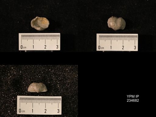 Marginifera splendens