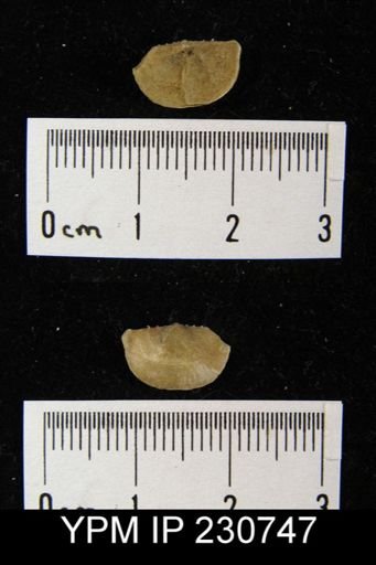 Chonetes granulifer armatus