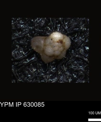 undet. Foraminiferida