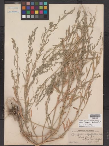 Chenopodium leptophyllum