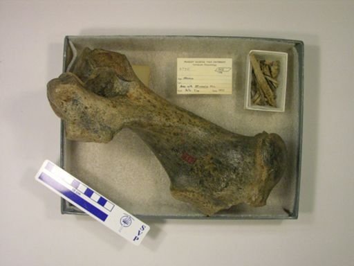 Rhinocerotidae