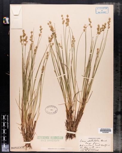 Carex stellulata