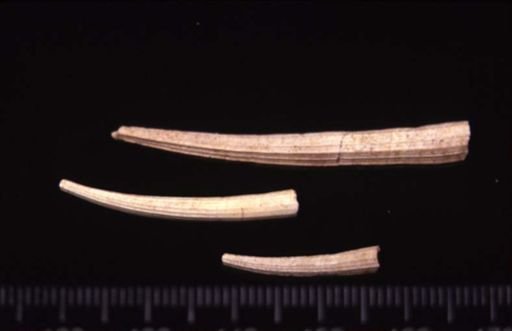 Dentalium alternatum