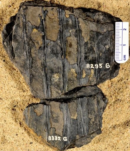 Sigillaria sp.