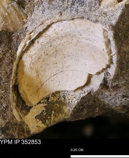 undet. Mollusca