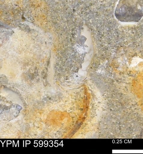 Protocardia subquadrata