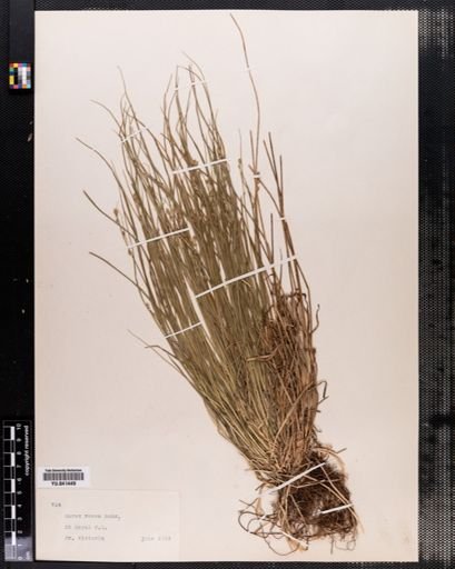 Carex rosea