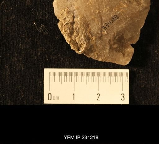 Agelacrinites pileus