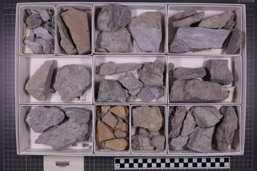 mixed taxa, stratigraphic collection