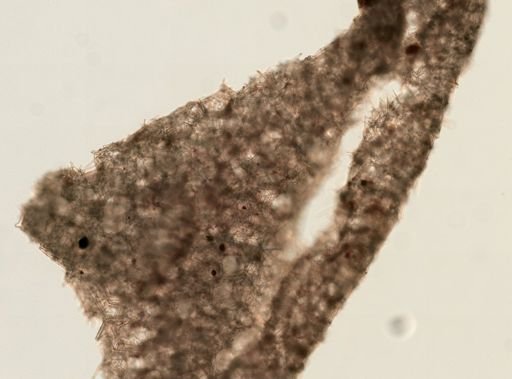 Calcarea