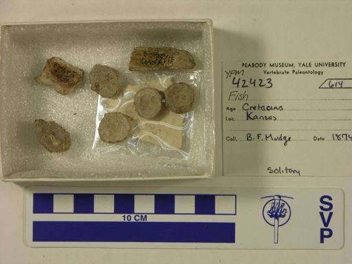 undet. Actinopterygii