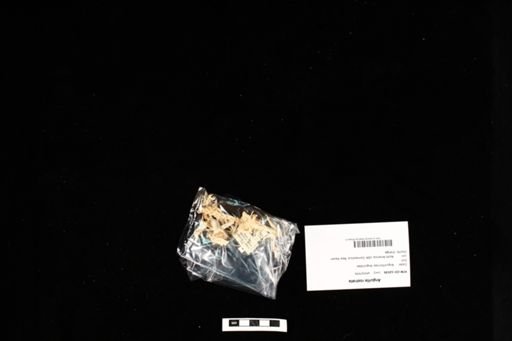 Anguilla rostrata