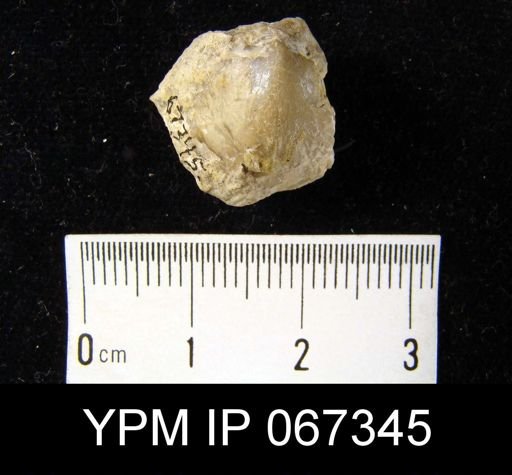 Dalmanella subcarinata