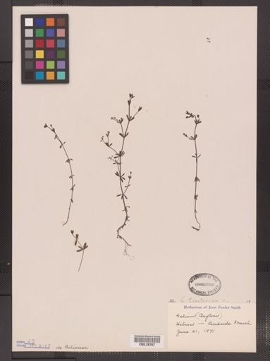 Galium tinctorium