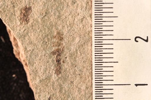 Protazteca elongata