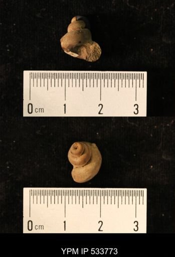 Pleurotomaria sp.