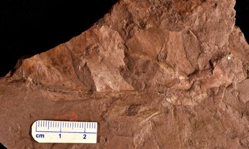 Archaeopteris obtusa