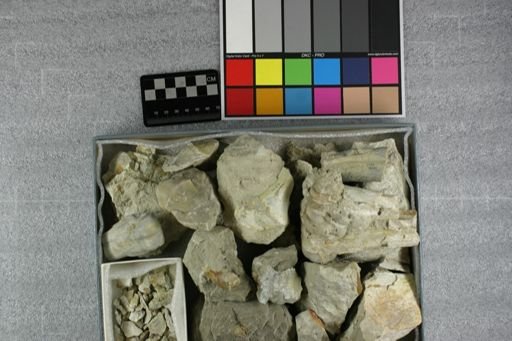 Archaeotherium zygomaticus