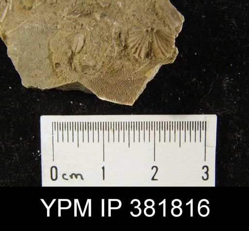 Platystrophia laticosta