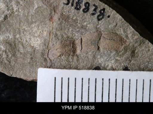 undet. Trilobita