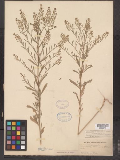 Lepidium virginicum