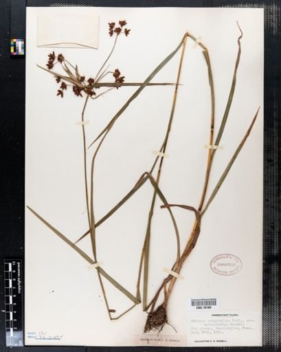 Scirpus polyphyllus