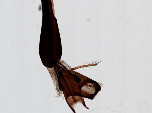 Stomoxys calcitrans
