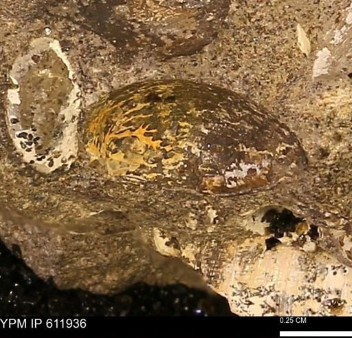 undet. Ammonoidea