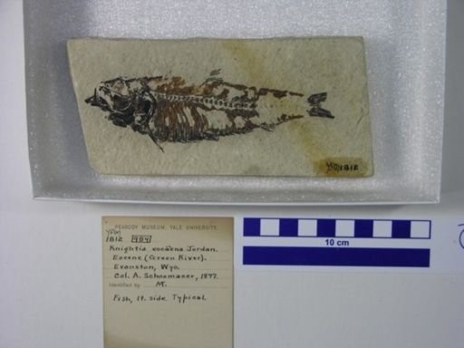 Knightia eocaena