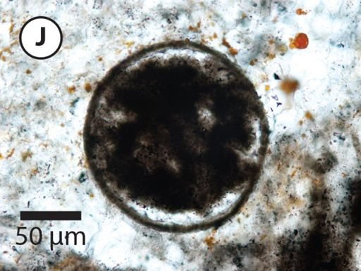 Leiosphaeridia jacutica