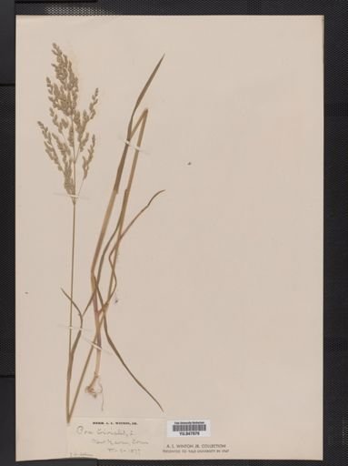 Poa trivialis