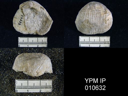 Productus inca