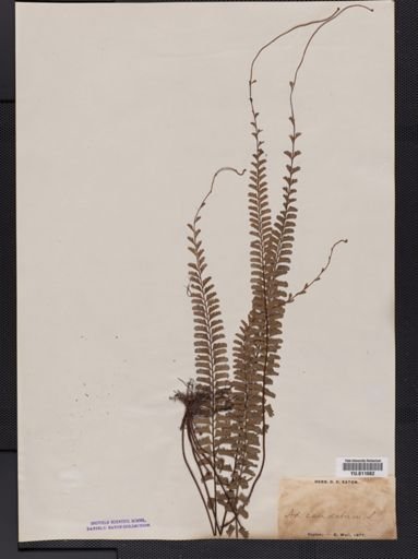 Adiantum